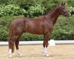 stallion Fabinho (Westphalian, 2020, from Fürst Samarant)