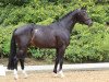 stallion Proudly Present (KWPN (Royal Dutch Sporthorse), 2020, from Jameson RS2)