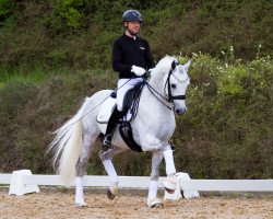 stallion DSP Best Secret (German Sport Horse, 2014, from Belantis)