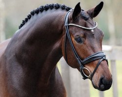 dressage horse Fayomo (Westphalian, 2019, from For Emotion 6)