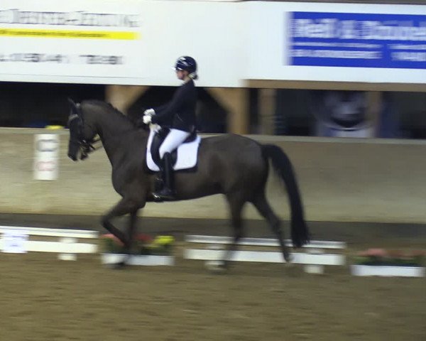 Reitturnier Springe 2024