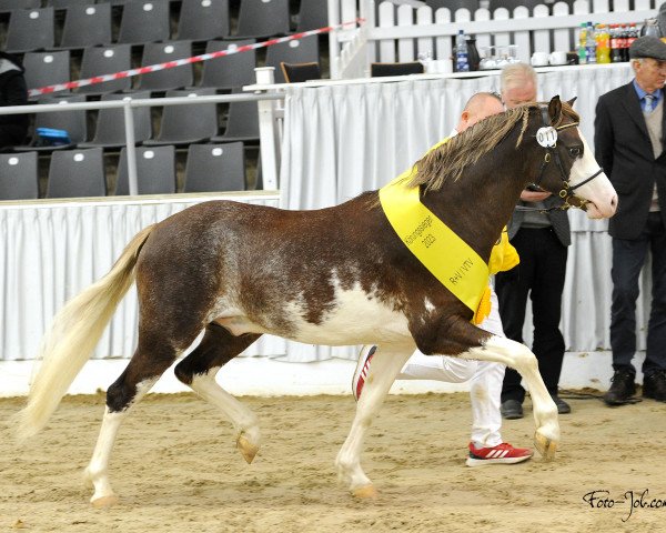 horse Kardinal`R vom Renneberg (Welsh-Pony (Section B), 2021, from Ankumshof Kensington)
