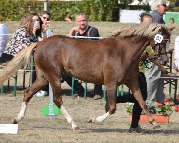 Zuchtstute Orea`R vom Renneberg (Welsh Pony (Sek.B), 2013, von De Meene's Eron)