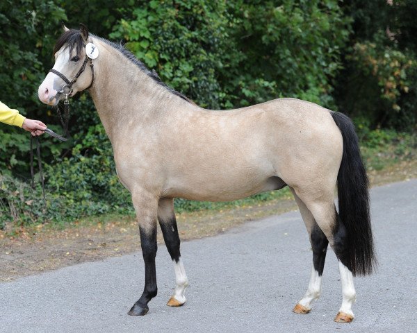 Pferd Matrix von Bömme (Welsh Pony (Sek.B), 2021, von The Braes My Mobility)