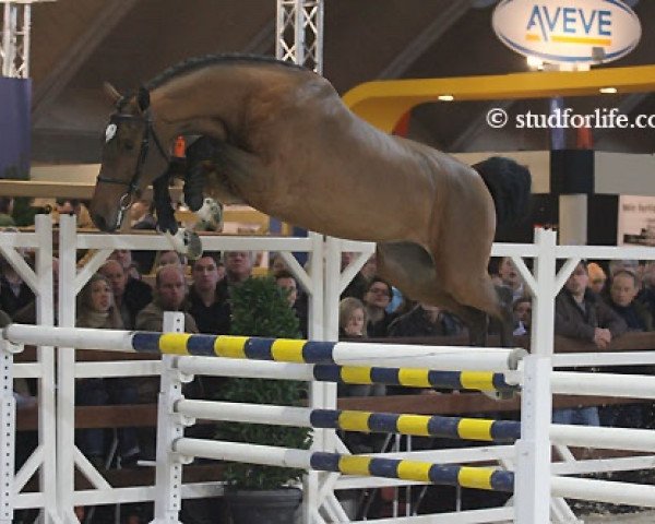 stallion Gentleman vd Dennehoeve (Belgian Warmblood, 2006, from Calato)