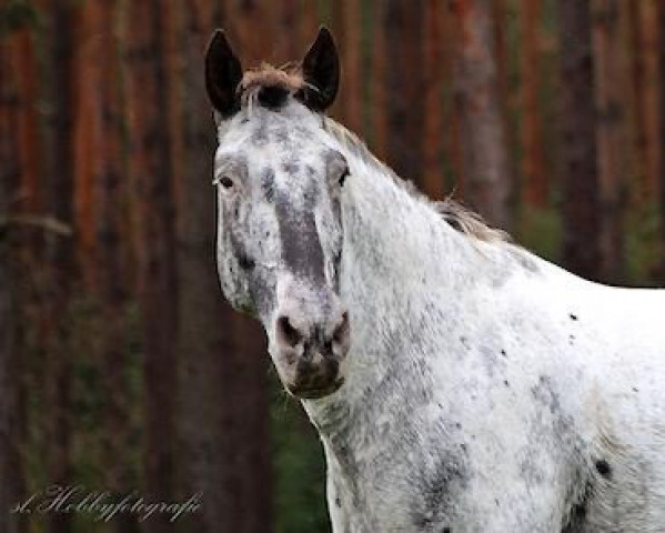 broodmare Bora aus der schützenden Hand (Knabstrupper, 2012, from PrH Baron aus der schützenden Hand)