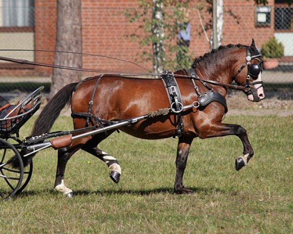 stallion Weltevreden's Purple Rain (Welsh mountain pony (SEK.A), 2014, from Vechtzicht's Commanchero)