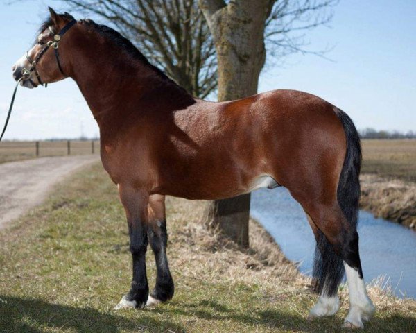 horse Vechtzicht's Commanchero (Welsh mountain pony (SEK.A), 2009, from Friars Divine Spirit)