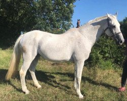 broodmare Wimette van het Kluizebos (Belgian Warmblood, 1999, from Clinton)