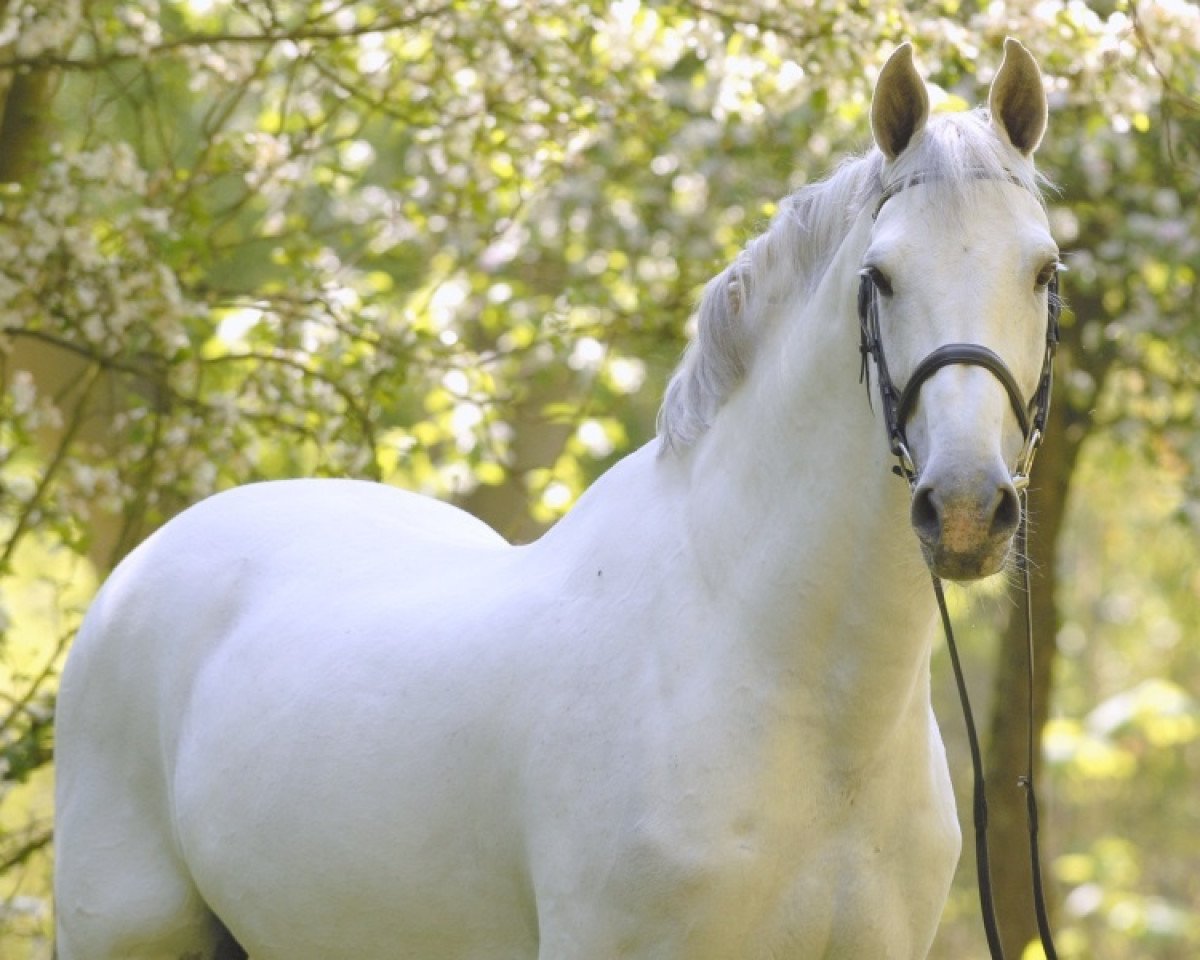 stallion Cassini II (Holsteiner, 1994, from Capitol I)