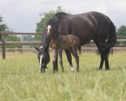 Pferd Djamba Lou MTB (Hannoveraner, 2016, von Don Index)