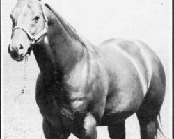 stallion Chocolate Dart (Quarter Horse, 1960, from Dart Bar)