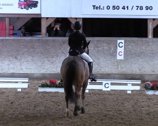 Reitturnier Springe 2024