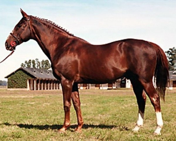 stallion Veneur De La Roche II (Selle Français, 1987, from Grand Veneur)