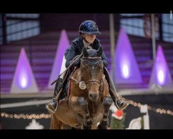 jumper Quirinus 28 (German Riding Pony, 2017, from Quaterback's Junior)