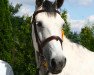 broodmare Festina Lente (Oldenburg show jumper, 2004, from Candidatus)