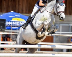 Zuchtstute Levana von Worrenberg (Schweizer Warmblut, 2011, von Levisonn 208 FIN)