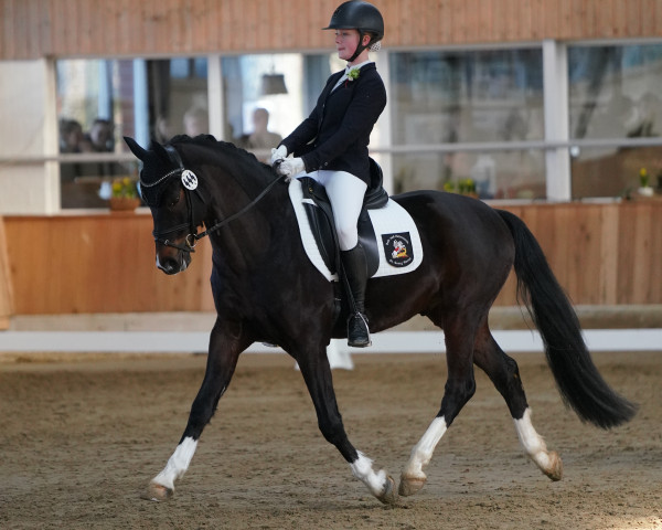 jumper Marcristo Tf (German Riding Pony, 2015, from Marco)
