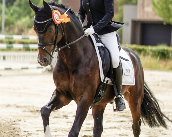 dressage horse Marcristo Tf (German Riding Pony, 2015, from Marco)