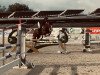 broodmare Airline (Holsteiner, 1997, from Acord II)