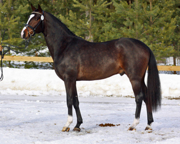 Dressurpferd Don Saffron 151 FIN (Finnisches Warmblut, 2007, von Don Schufro)