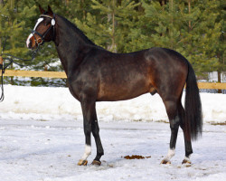 dressage horse Don Saffron 151 FIN (Finnish Warmblood, 2007, from Don Schufro)