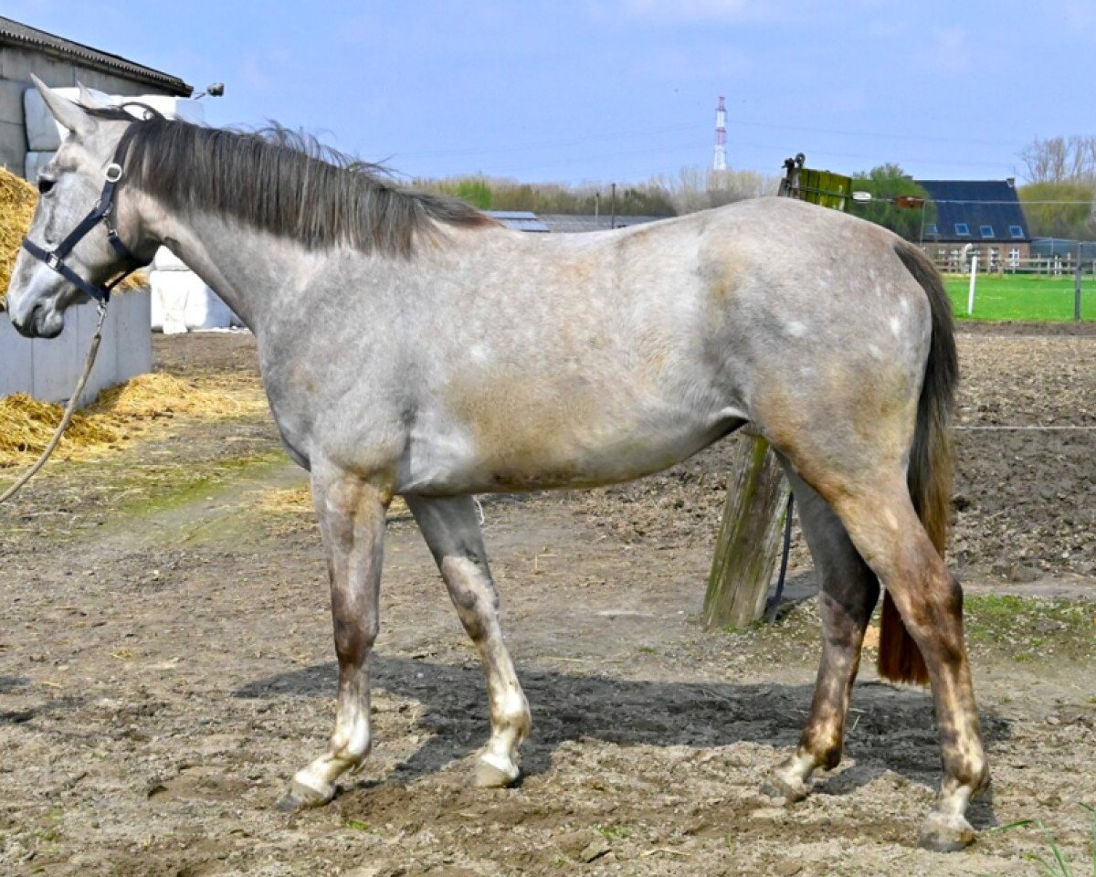 broodmare Jamaique Vimaje (Selle Français, 2019, from Kapitol d'Argonne)