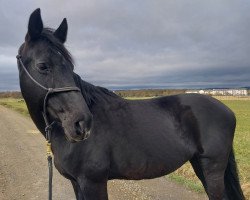 broodmare Grace (Oldenburg, 2010, from Collado)