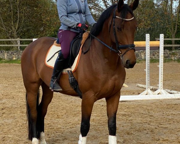 dressage horse Karemé (KWPN (Royal Dutch Sporthorse), 2015)