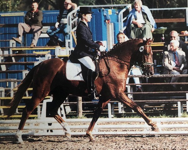 stallion Flying Dream (German Riding Pony, 1993, from Golden Dancer)