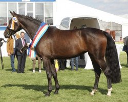 broodmare Feenlight SK (Mecklenburg, 2015, from Franziskus FRH)