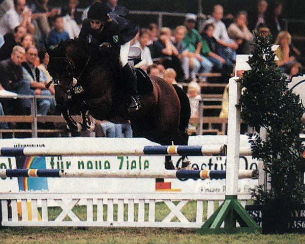 stallion Nic Nimbo (Rhinelander, 1991, from Nibelungenheld)