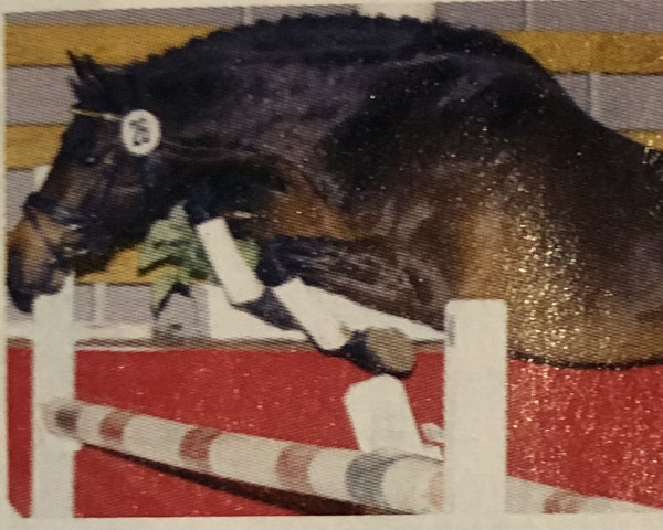 stallion Hakuna Matata (German Riding Pony, 2001, from Halifax)