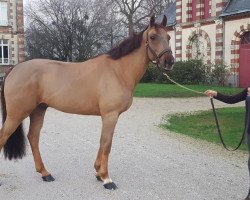 Springpferd Cocktail de Blondel (Selle Français, 2012, von Snaike de Blondel)