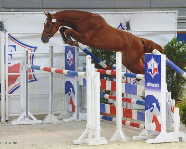 Springpferd Cornetaux de Belhème (Selle Français, 2012, von Snaike de Blondel)