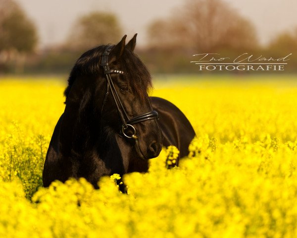 dressage horse Rindert B. (Friese, 2013, from Reinder 452)