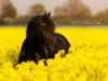 dressage horse Rindert B. (Friese, 2013, from Reinder 452)