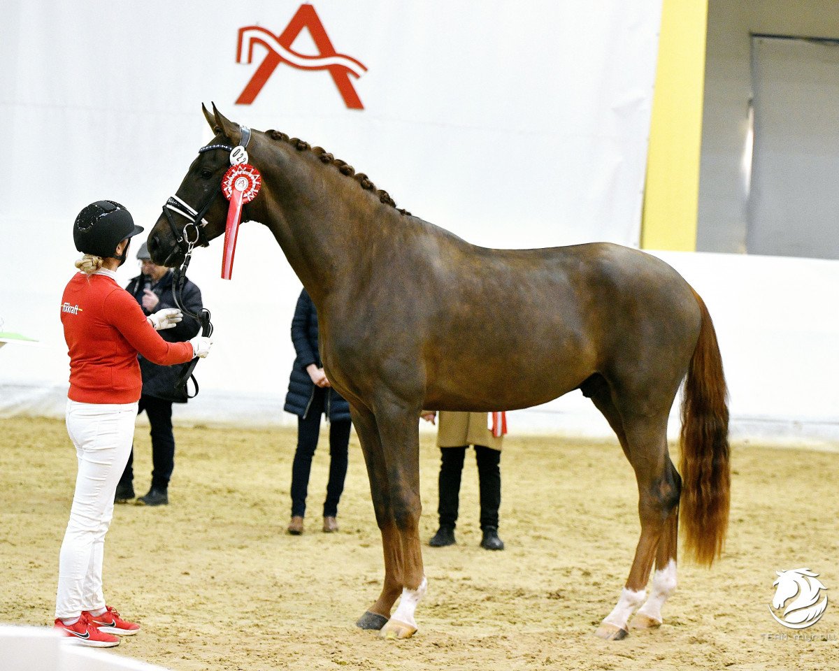 dressage horse Best Before Dawn ANW (Hanoverian, 2021, from Bon Courage 4)