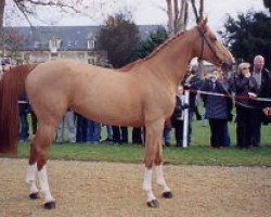 stallion Jaguar d'Epic (Selle Français, 1997, from Galoubet A)