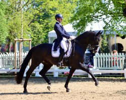 dressage horse Best before midnight 3 (Oldenburger, 2013, from Black Ruby)