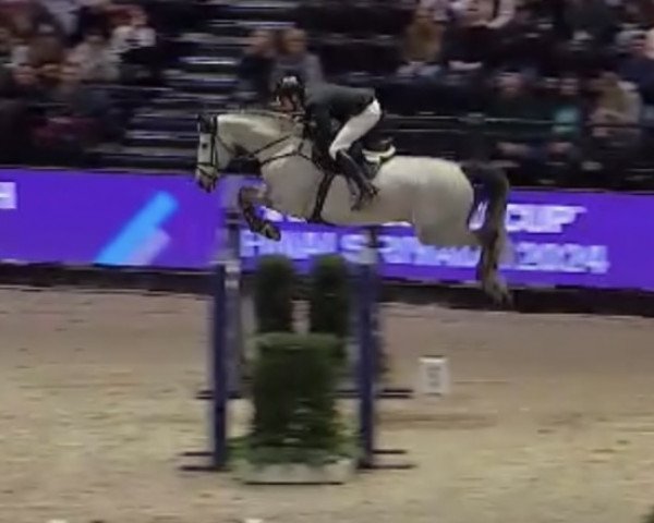 jumper Da Vinci Sr Z (Zangersheide riding horse, 2017, from Diamant de Semilly)
