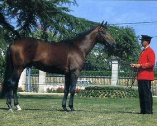 stallion Forban du Bost AA (Anglo-Arabs, 1988, from Fast AA)