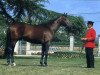 stallion Forban du Bost AA (Anglo-Arabs, 1988, from Fast AA)