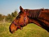 dressage horse Don Calypso 5 (Hanoverian, 2003, from Don Bosco)