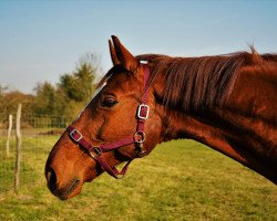 dressage horse Don Calypso 5 (Hanoverian, 2003, from Don Bosco)