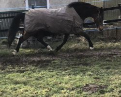 dressage horse Disentis 4 (German Sport Horse, 2012, from Steniro)