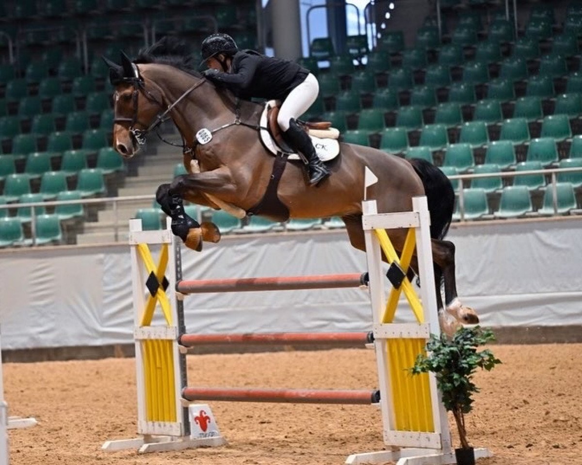 jumper Chacco's Edition (Hanoverian, 2014, from Chaccos' Son)