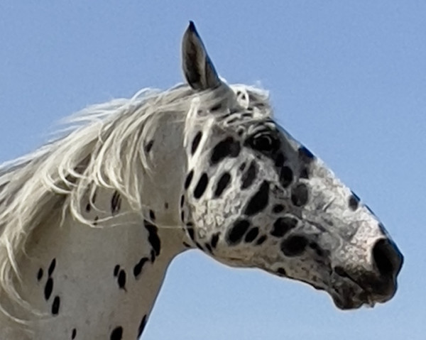 broodmare Woge aus der schützenden Hand (Knabstrupper, 2018, from Sartors William Conqueror)