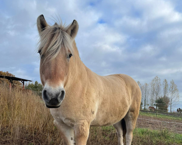 Pferd Gino (Fjordpferd, 2005, von Garant Halsnæs )