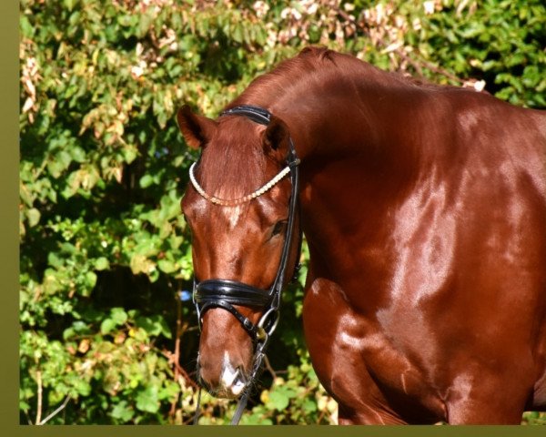 Dressurpferd Total Genial (KWPN (Niederländisches Warmblut), 2020)